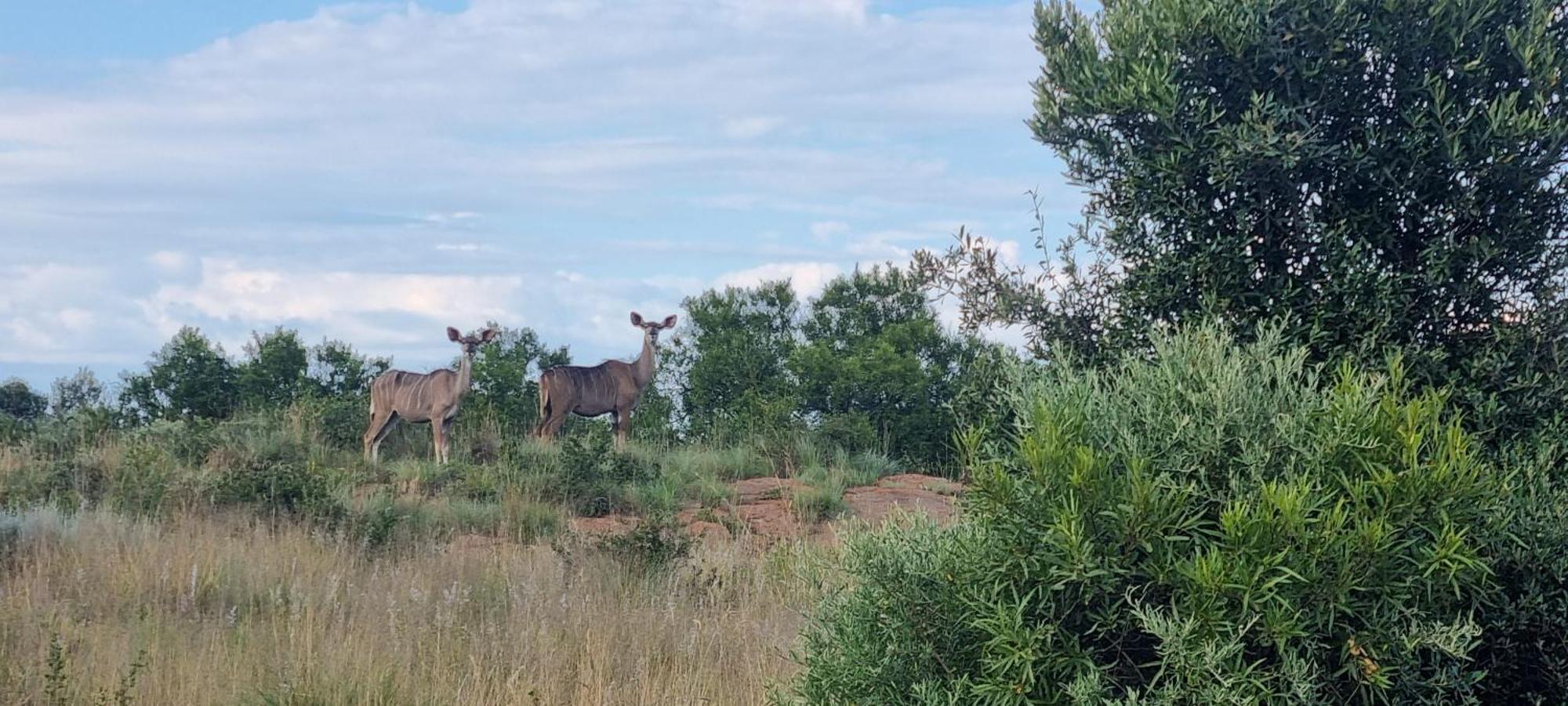 Kareekloof Game Farm Villa Derby Exterior photo